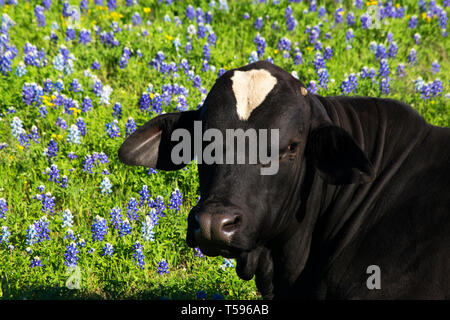 Black Bull in the Wild Bluebonnets in the Ennis Area, Texas Stock Photo