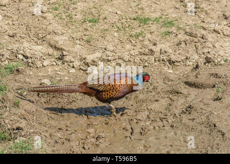 Believed to be the Common Pheasant / Phasianus colchicus. Male gamebird hunting for food in ploughed field.