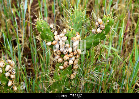 group of snails on cactus: Close up of a snail colony on cactus Stock Photo