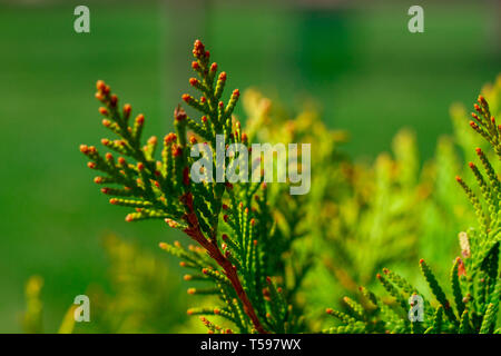 Green juniper Thuja occidentalis close-up on a blurred background of a green flowerbed. Juniper branch on organic green background. Juniper in landsca Stock Photo