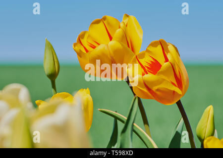 yellow tulips against blue sky on a sunny day Stock Photo