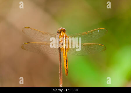 Close up of A Dragonfly Stock Photo