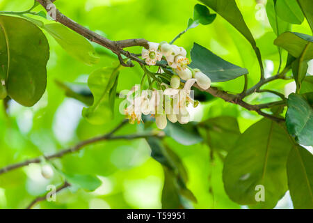 Blooming Grapefruit Flower on the Tree Stock Photo
