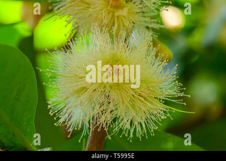 Malay Apple Flower Stock Photo