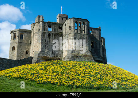 Spring colours at Warkworth Castle at Warkworth in Northumberland, England, UK Stock Photo