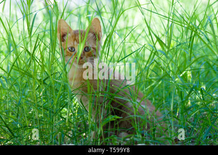 Red-haired kitten sitting and looking through green grass Stock Photo