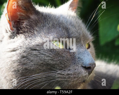 Reflection in Cat's Eye Stock Photo
