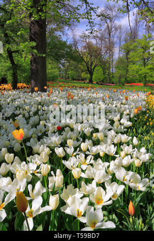 Taken in the wonderful Park of the Castle of Pralormo in Piedmont, Italy, on a sunny afternoon of mid April. Every year at the beginning of the Spring Stock Photo