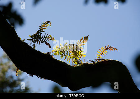 Examples of Polypodium vulgare ferns growing on a tree branch in the New Forest. The fern grows on the ground but in damp woodland will grow on tree b Stock Photo