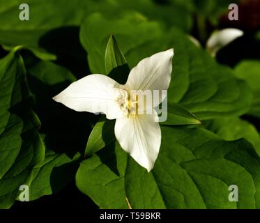 White flower of Trillium Ovatum Stock Photo