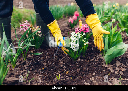 Farmer loosening soil with hand fork among spring flowers in garden. Agriculture and gardening concept Stock Photo