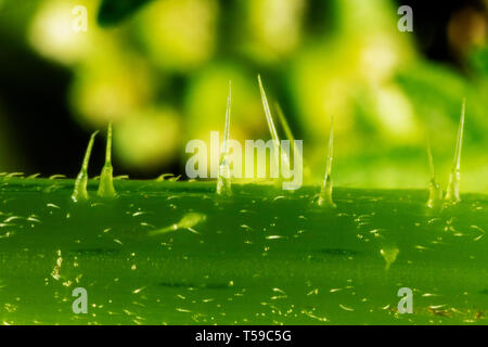 Trichome hi-res stock photography and images - Alamy