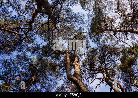 Canopy of pine trees in a forest, Germany, Europe Stock Photo