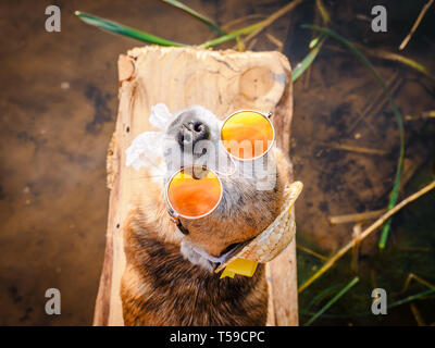 Chihuahua wearing sunglasses and straw hat sits on a bench by the river enjoying the sun. Fashionable dog in a hat and glasses resting on the beach Stock Photo