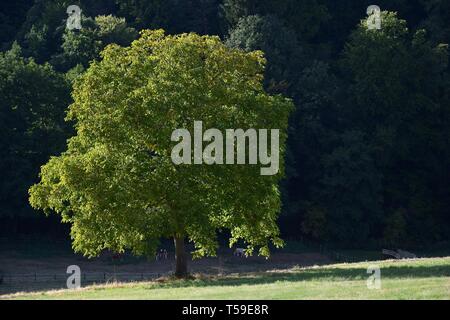 A walnut tree in front of dark forest. Fischbachtal, Odenwald, Germany. Stock Photo
