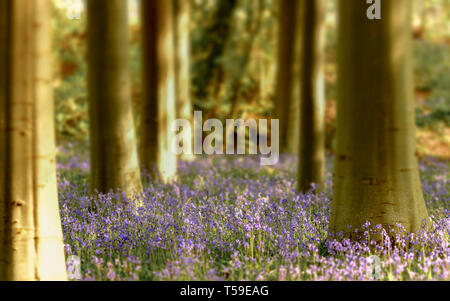 Bluebell woods in Cheshire Stock Photo