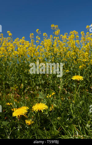 Yellow Dandelion and Rapeseed in flower in a Kent field with blue sky above. Kent, England, United Kingdom, Europe Stock Photo