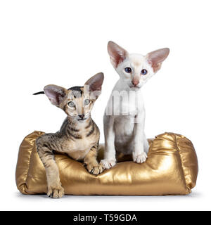 Cute Oriental Shorthair and Siamese kitten  sitting and laying down in golden shiny basket. Looking beside lens with blue and green eyes. Isolated on  Stock Photo
