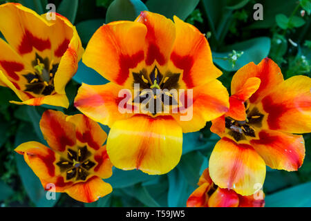 Some wonderful, fully grown up orange and yellow tulips at the castle of Pralormo nearby Turin, Italy, where every year in April the exhibition Messer Stock Photo