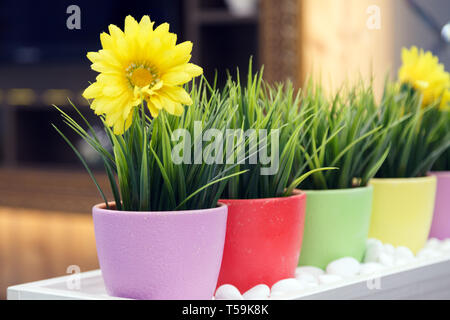 Closeup of multi-colored flower pots with green artificial grass and yellow daisies with gerberas in the flower salon on the shelf Stock Photo