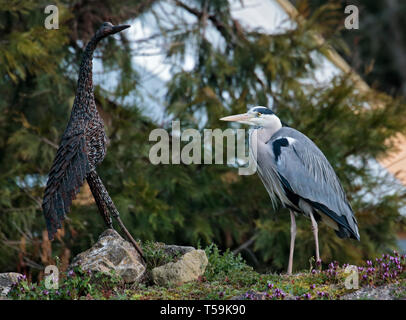 Live Grey Heron (ardea cinerea) and Heron Iron Sculpture, Birdworld, Farnham, Surrey, England Stock Photo