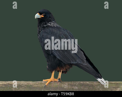 Striated Caracara (phalcoboenus australis) Stock Photo