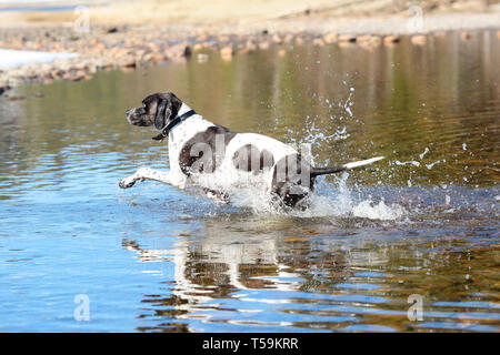 Dog english pointer jumping in the water in the spring Stock Photo - Alamy