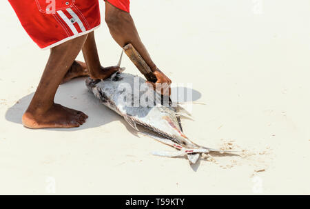 Man cleans fresh tuna fish freshly caught in the ocean on the sandy shore Stock Photo