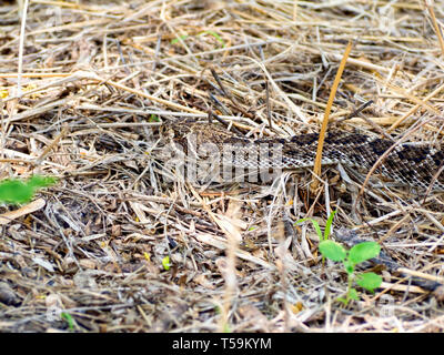 The head and neck of a Western diamondback rattlesnake in dry grass at the Oso Bay Wetlands Preserve & Learning Center in Corpus Christi, Texas USA. Stock Photo