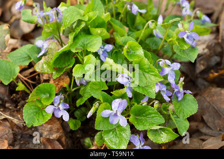 Viola reichenbachiana, early dog-violet, or pale wood violet flowers macro in forest Stock Photo