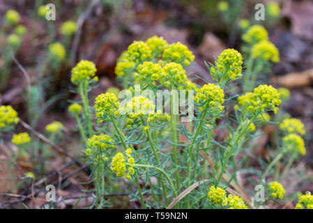 Euphorbia esula, commonly green spurge or leafy spurge  flowers macro Stock Photo