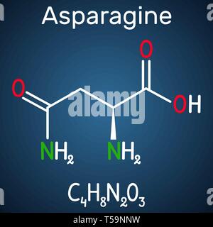 Asparagine (L-asparagine , Asn, N) amino acid molecule. It is is used in the biosynthesis of proteins.  Structural chemical formula on the dark blue b Stock Vector