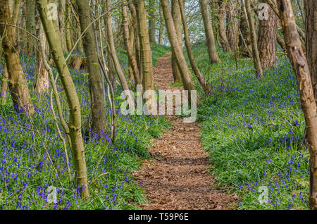 A path leading through bluebell woods in the Shropshire countryside at Chemshill Coppice near the village or Worfield in Shropshire, UK