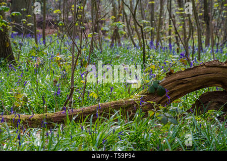 Bluebells growing in a woodland in the Shropshire countryside in April in spring time.