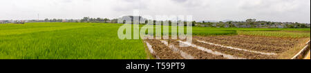 Panorama of green rice paddy field in countryside in Hue, Vietnam. Stock Photo