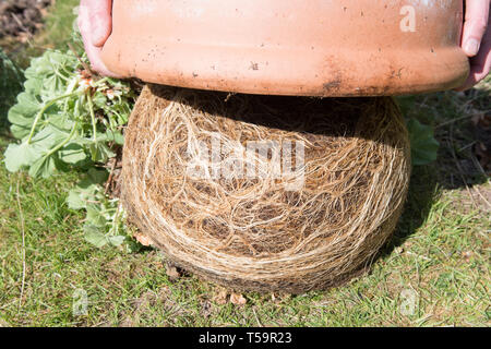 tipping a pot bound alchemilla mollis plant out of pot Stock Photo