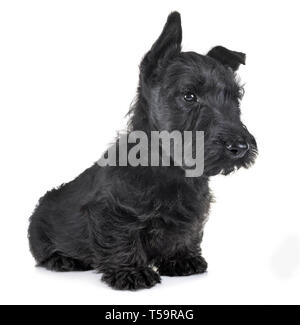 puppy scottish terrier in front of white background Stock Photo