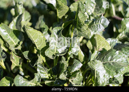 Sea beet (Beta vulgaris) growing on Chesil beach, Dorset, UK Stock Photo