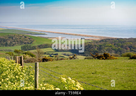 B3158 near Abbotsbury, Dorset, UK, with Chesil beach and Abbotsbury Abbey in the background and Alexanders growing at the roadside. Stock Photo