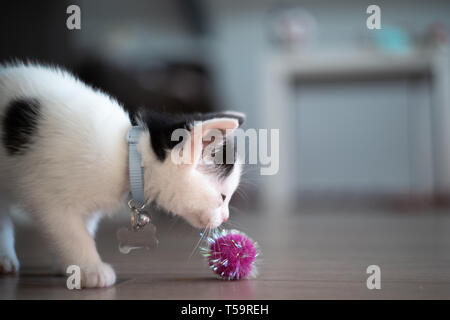 A black and white kitten playing indoors Stock Photo