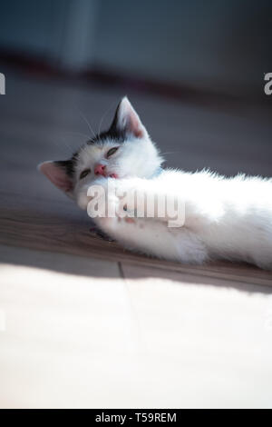A black and white kitten playing indoors Stock Photo