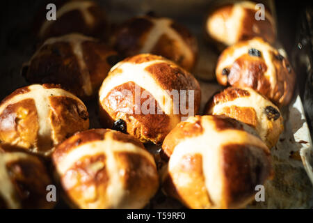 Home-made hot cross buns on a baking tray, being removed from the oven Stock Photo