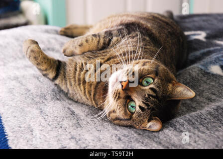 This image shows a cat laying on a bed Stock Photo