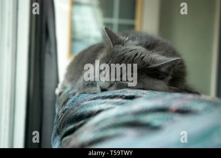 This image shows a cat laying on a sofa Stock Photo