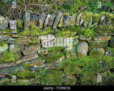 Ancient dry stone wall in woodland in Lancashire England. Stock Photo