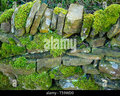 Ancient dry stone wall in woodland in Lancashire England. Stock Photo