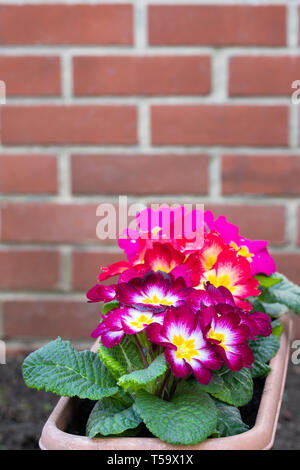 Colorful  Primulas in flower pot outdoor Stock Photo