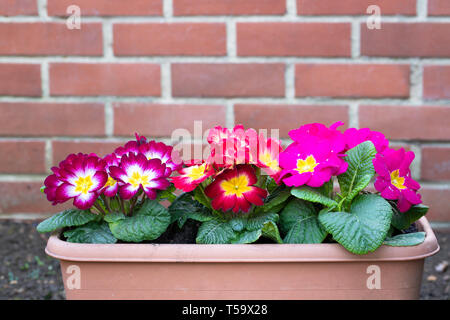 Colorful  Primulas in flower pot outdoor Stock Photo