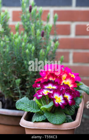 Colorful  Primulas in flower pot outdoor Stock Photo