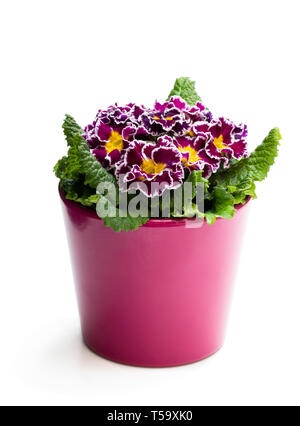 Colorful  Primulas in pink pot isolated on white Stock Photo